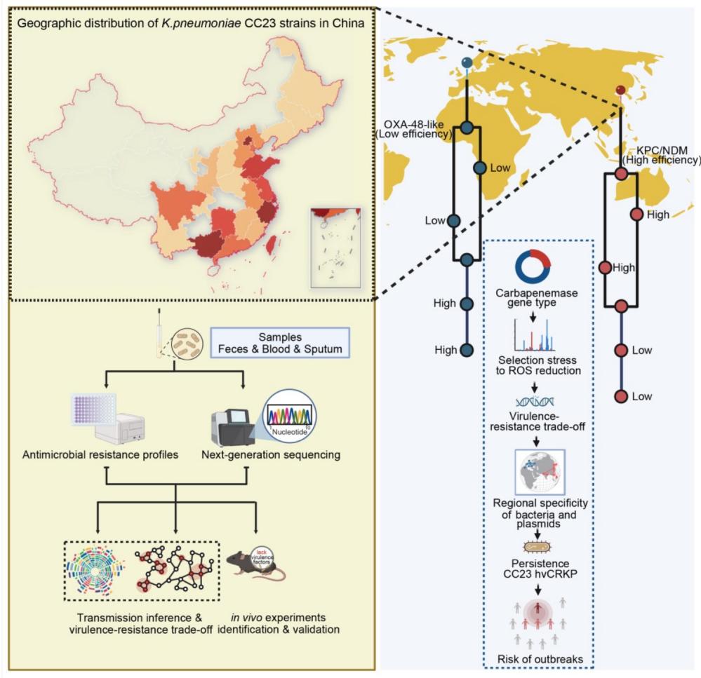 地理局限性和毒力-耐药性权衡驱动高毒力肺炎克雷伯菌的进化（iMeta, 2025）