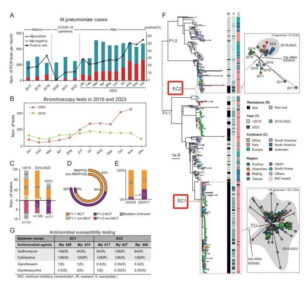 大环内酯耐药流行克隆引起中国肺炎支原体感染卷土重来原因解析（The lancet microbe，2023）
